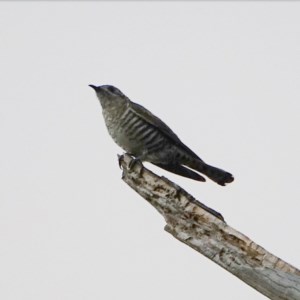 Chrysococcyx basalis at Coree, ACT - 1 Dec 2020