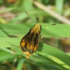 Ocybadistes walkeri (Green Grass-dart) at Flynn, ACT - 2 Dec 2020 by Christine