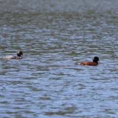 Oxyura australis at Isabella Plains, ACT - 2 Dec 2020 12:37 PM