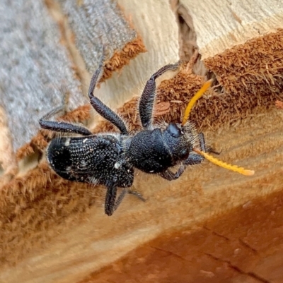 Trogodendron fasciculatum (Yellow-horned Clerid) at Mount Jerrabomberra QP - 2 Dec 2020 by aussiestuff