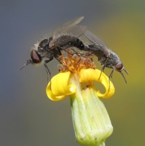 Geron sp. (genus) at Acton, ACT - 24 Nov 2020 12:48 PM