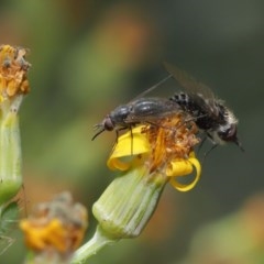 Geron sp. (genus) at Acton, ACT - 24 Nov 2020 12:48 PM