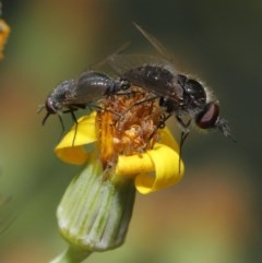 Geron sp. (genus) at Acton, ACT - 24 Nov 2020 12:48 PM