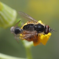 Geron sp. (genus) at Acton, ACT - 24 Nov 2020 12:48 PM