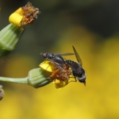 Geron sp. (genus) at Acton, ACT - 24 Nov 2020 12:48 PM