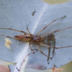 Cheiracanthium sp. (genus) (Unidentified Slender Sac Spider) at Hawker, ACT - 29 Nov 2020 by AlisonMilton