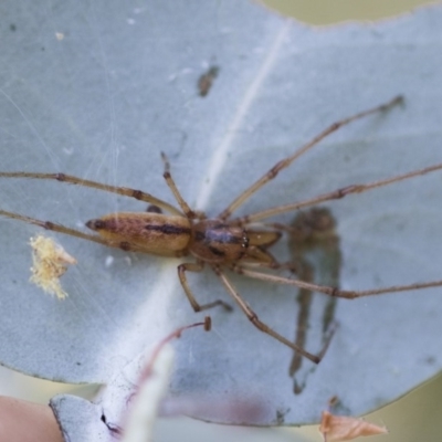 Cheiracanthium sp. (genus) (Unidentified Slender Sac Spider) at Hawker, ACT - 29 Nov 2020 by AlisonMilton