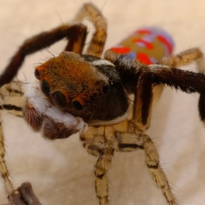 Maratus pavonis (Dunn's peacock spider) at Florey, ACT - 2 Dec 2020 by Kurt