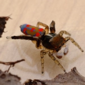 Maratus pavonis at Florey, ACT - suppressed