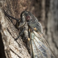 Psaltoda moerens (Redeye cicada) at Acton, ACT - 2 Dec 2020 by AlisonMilton