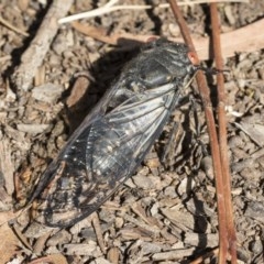 Psaltoda moerens at Acton, ACT - 2 Dec 2020 04:10 PM