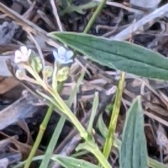 Cynoglossum australe at Downer, ACT - 2 Dec 2020 09:21 AM