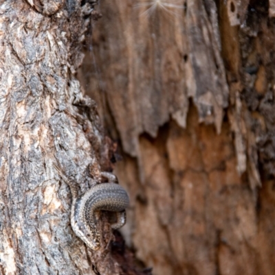 Egernia striolata (Tree Skink) at Frogmore, NSW - 29 Nov 2020 by b