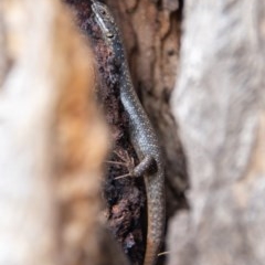 Egernia striolata at Frogmore, NSW - 29 Nov 2020 12:10 PM