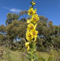 Verbascum virgatum (Green Mullein) at Hackett, ACT - 1 Dec 2020 by abread111