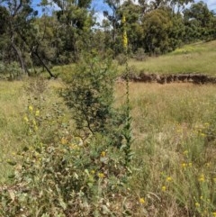 Verbascum virgatum at Hackett, ACT - 2 Dec 2020 10:04 AM