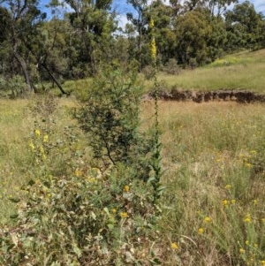 Verbascum virgatum at Hackett, ACT - 2 Dec 2020