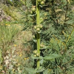 Verbascum virgatum at Hackett, ACT - 2 Dec 2020 10:04 AM