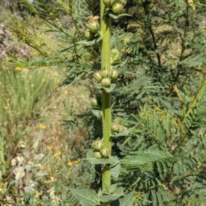 Verbascum virgatum at Hackett, ACT - 2 Dec 2020