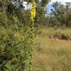 Verbascum virgatum at Hackett, ACT - 2 Dec 2020 10:04 AM