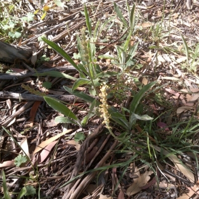 Plantago varia (Native Plaintain) at Downer, ACT - 1 Dec 2020 by abread111