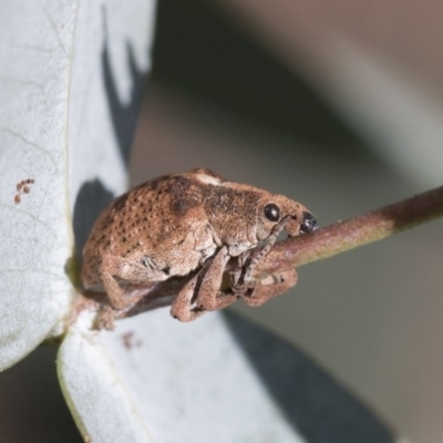 Gonipterus sp. (genus) (Eucalyptus Weevil) at Scullin, ACT - 13 Nov 2020 by AlisonMilton