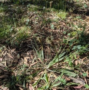 Plantago lanceolata at Downer, ACT - 2 Dec 2020