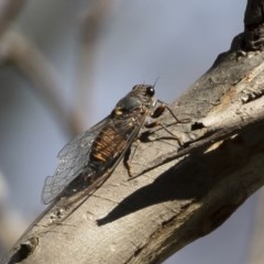 Yoyetta australicta (Southern Ticking Ambertail) at Michelago, NSW - 1 Dec 2020 by Illilanga