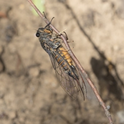 Yoyetta robertsonae (Clicking Ambertail) at Acton, ACT - 2 Dec 2020 by AlisonMilton