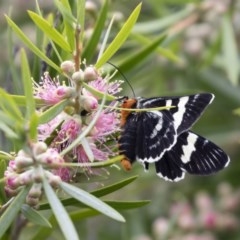 Phalaenoides glycinae (Grapevine Moth) at Michelago, NSW - 22 Nov 2020 by Illilanga