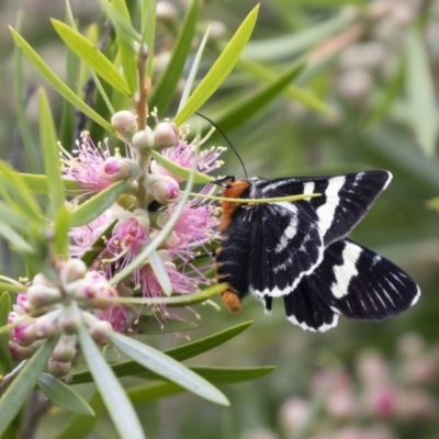 Phalaenoides glycinae (Grapevine Moth) at Michelago, NSW - 22 Nov 2020 by Illilanga