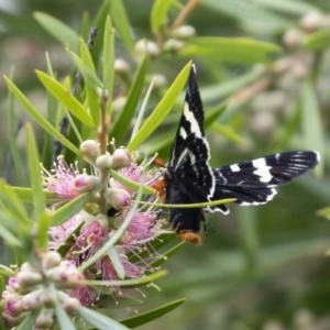 Phalaenoides glycinae at Michelago, NSW - 22 Nov 2020