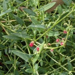 Einadia nutans (Climbing Saltbush) at Downer, ACT - 1 Dec 2020 by abread111