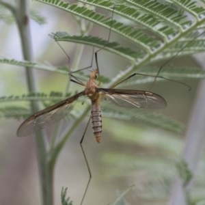 Leptotarsus (Macromastix) costalis at Acton, ACT - 2 Dec 2020