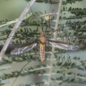 Leptotarsus (Macromastix) costalis at Acton, ACT - 2 Dec 2020