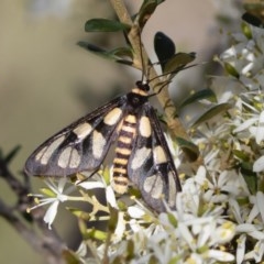 Amata (genus) (Handmaiden Moth) at Michelago, NSW - 18 Apr 2020 by Illilanga
