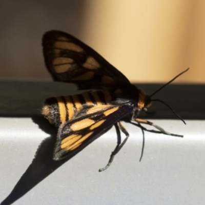 Amata (genus) (Handmaiden Moth) at Michelago, NSW - 2 Dec 2018 by Illilanga