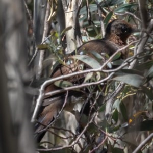 Menura novaehollandiae at Cotter River, ACT - 26 Nov 2020 11:03 AM