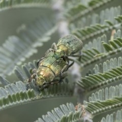 Diphucephala sp. (genus) (Green Scarab Beetle) at Acton, ACT - 2 Dec 2020 by AlisonMilton