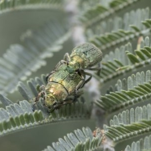 Diphucephala sp. (genus) at Acton, ACT - 2 Dec 2020