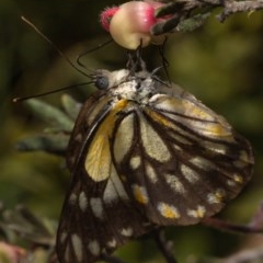 Belenois java (Caper White) at Cotter River, ACT - 26 Nov 2020 by trevsci