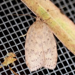 Garrha repandula (a Concealer Moth) at O'Connor, ACT - 25 Nov 2020 by ibaird