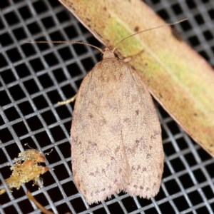 Garrha repandula at O'Connor, ACT - 25 Nov 2020 11:05 PM