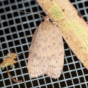 Garrha repandula at O'Connor, ACT - 25 Nov 2020 11:05 PM