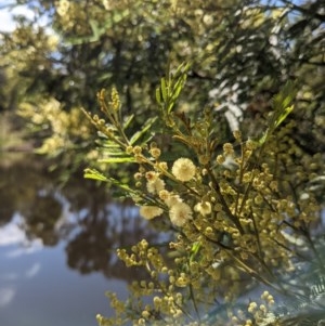 Acacia mearnsii at Downer, ACT - 2 Dec 2020