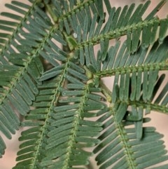 Acacia mearnsii at Downer, ACT - 2 Dec 2020