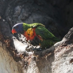 Trichoglossus moluccanus at Cook, ACT - 1 Dec 2020