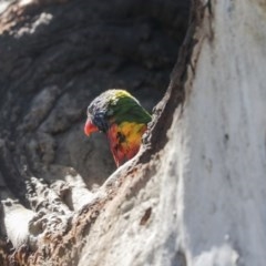 Trichoglossus moluccanus at Cook, ACT - 1 Dec 2020