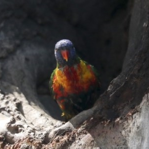 Trichoglossus moluccanus at Cook, ACT - 1 Dec 2020