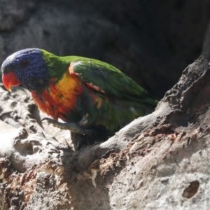 Trichoglossus moluccanus at Cook, ACT - 1 Dec 2020